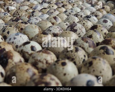 A close-up of quail eggs standing vertically in tight rows with the blunt end up, as an example of the arrangement of incubation material for quails Stock Photo