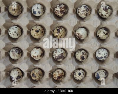 Tiny quail eggs with spots on their brown shells, lying in large cells of a paper tray, top view, packaging for food or hatching farm eggs of quails Stock Photo