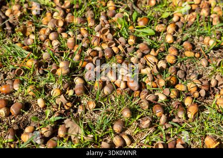 Acorn nuts from a Mast Year an unusually high, synchronized, and widespread production of acorns Stock Photo