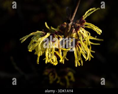 A close up of the spidery yellow flowers of the Chinese witch hazel Hamamelis mollis Stock Photo