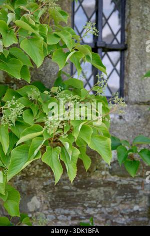 Spalthortensie (Schizophragma hydrangeoides) Stock Photo