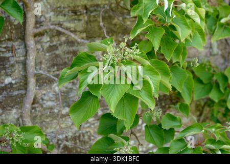 Spalthortensie (Schizophragma hydrangeoides) Stock Photo