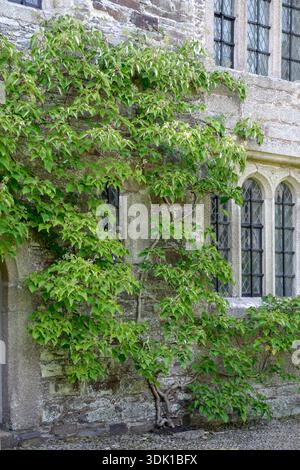 Spalthortensie (Schizophragma hydrangeoides) Stock Photo