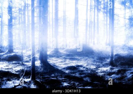 Misty blue forest. Tree trunks and forest floor in light blue mist, monochrome conversion from original color photo. Stock Photo