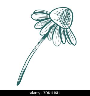 Vector illustration of a chamomile with a stem. Hand-drawn line art in transformative teal. The drawing is in the style of herbal engraving. Botanical Stock Vector