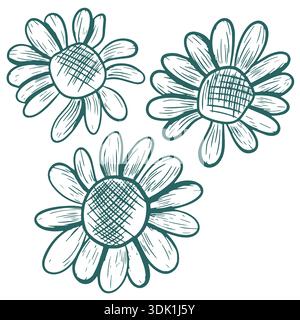 Vector illustration of daisies with open petals. Hand-drawn line art in transformative teal. The design is in the style of herbal engraving. Botanical Stock Vector