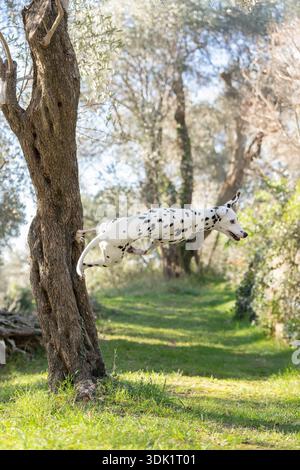 Dalmatian dog running through sunlit forest between trees. Stock Photo