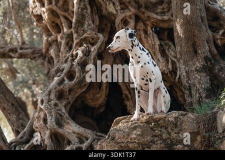 Dalmatian dog sitting on rock surrounded by ancient tree roots. Stock Photo