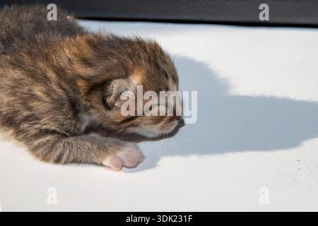 Newborn kitten sleeping on white surface in natural daylight close view Stock Photo