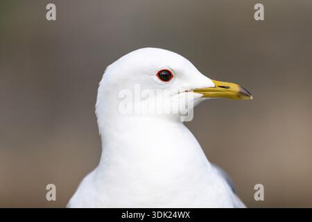 Common Gull; Larus canus; UK Stock Photo