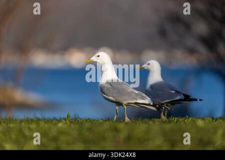 Common Gull; Larus canus; Sommaroy; Norway Stock Photo