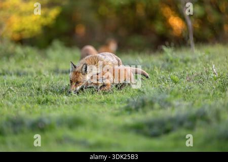 Fox Cubs; Vulpes vulpes; Family; UK Stock Photo