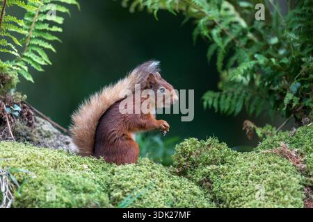 Red Squirrel; Sciurus vulgaris; Summer; UK Stock Photo