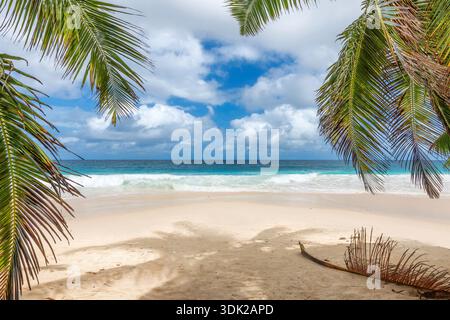 Tropical Sunny beach, the leaves of palm trees in tropical beach with white sand and sea. Stock Photo
