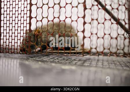 A small mouse is resting in a metal trap placed inside a home. The trap has a mesh design and is on a flat surface. Stock Photo