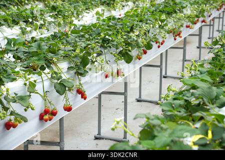 Organic hydroponic Strawberry in The Modern Big Greenhouse Stock Photo ...