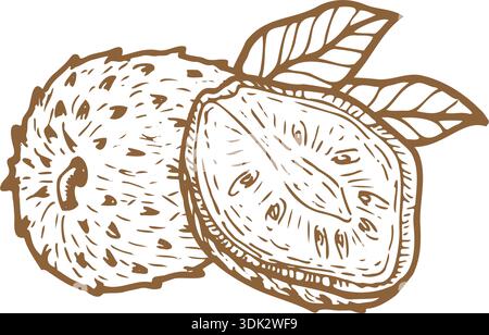 Soursop fruit composition in sketch style. Whole and half exotic fruit outline. Vector illustration isolated. Texture line art for food background, wr Stock Vector