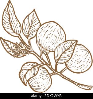 Star apple caimito branch vector illustration isolated on a white background, drawn in minimalist vintage contour and sketch style. Stock Vector