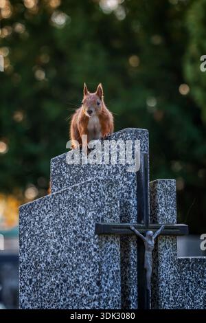 Eurasian red squirrel (Sciurus vulgaris) on top of a tombstone and crucifix with Jesus Christ on cross in a cemetery. Stock Photo