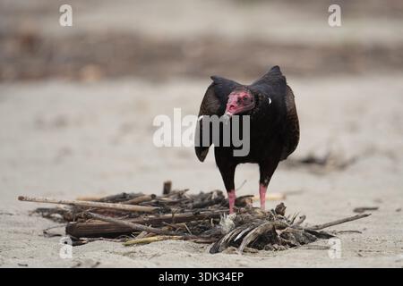 Turkey vulture (Cathartes aura) eating carrion, the body of a dead bird on Avila Beach, California, USA Stock Photo