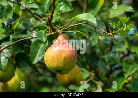 A single pear hangs on a tree branch, eastern Poland Stock Photo