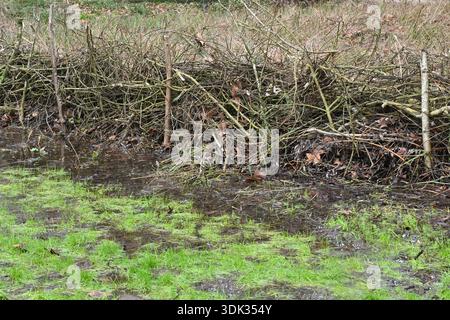 A dead hedge beside waterlogged grass in UK garden January Stock Photo