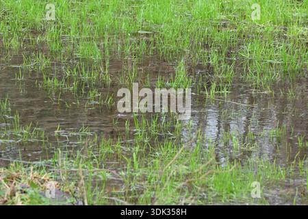 waterlogged grass in UK garden January Stock Photo