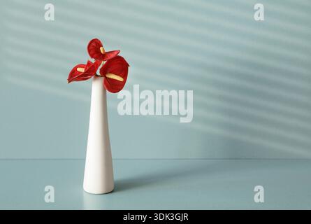 Three Anthurium ,Flamingo flowers, in white vase with shadows of window blinds on background Stock Photo