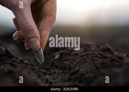 Close up of human hand placing a sunflower seed into prepared soil outdoors. Agriculture and gardening concept for advertising banners websites and se Stock Photo