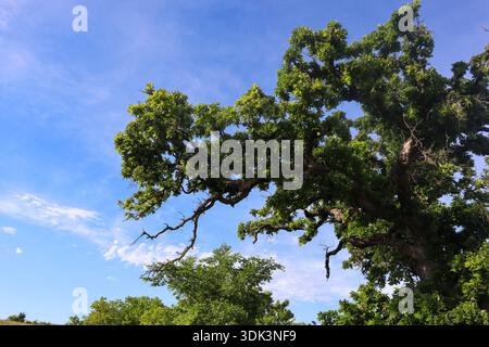 View of the majestic oak tree stretches its gnarled branches against a backdrop of vibrant blue sky dotted with wisps of white clouds, Oklahoma City, Stock Photo