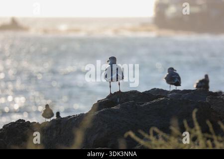 View of seagulls perched on dark rocks against the shimmering ocean, their feathers catching the golden sunlight in Malibu, California, United States. Stock Photo