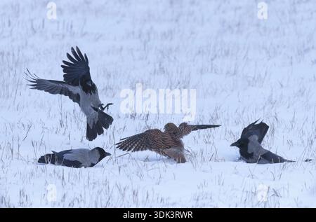 Female Common Kestrel (Falco tinnunculus) being attacked by hooded crows (Corvus cornix) on the ground in the snow. Berlin, Germany Stock Photo