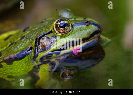 Pool frog, water frog, Rana esculenta, frog in water, Schleswig-Holstein, Germany Stock Photo