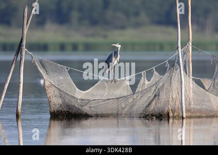 Grey heron, Ardea cinerea, heron standing on a fishing net, Mecklenburg-Western Pomerania, Germany Stock Photo