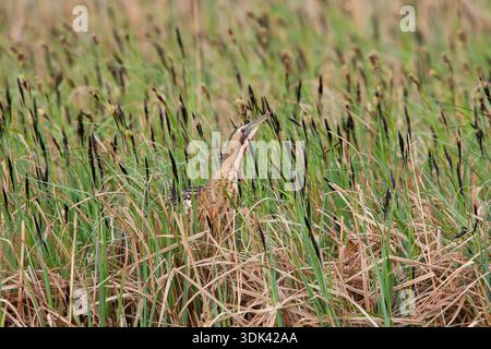 Great Bittern (Botaurus stellaris), adult bird, Burgenland, Austria Stock Photo