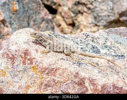 One of Colorado's most common lizard, a Prairie Lizard is found here baskign on some of the beautiful granite boulders found along the front range. Stock Photo