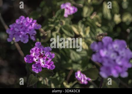 Purple Lantana flowers with early morning dewdrops Stock Photo