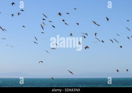 Seagulls over the ocean, Monterey, California Stock Photo
