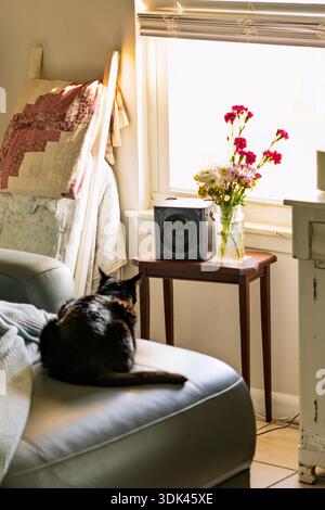 A tortoiseshell cat keeps a silent vigil from its perch on a leather couch, its gaze fixed on the world outside a sun-drenched window. The harsh after Stock Photo