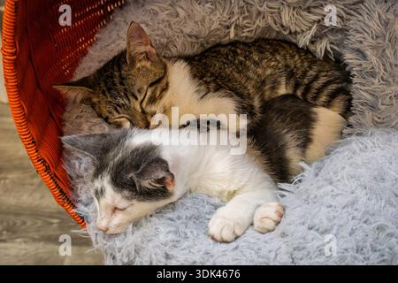 In the quiet heat of the afternoon, two kittens find a moment of peace, their forms tangled together in a soft bed. The world outside fades away, leav Stock Photo