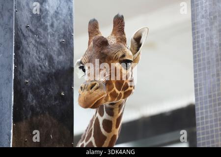 Inside giraffe enclosure (Giraffe Camelopardalis) at London Zoo. Stock Photo