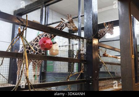 Inside giraffe enclosure (Giraffe Camelopardalis) at London Zoo. Stock Photo