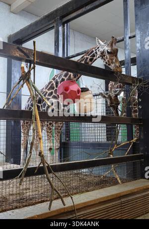 Inside giraffe enclosure (Giraffe Camelopardalis) at London Zoo. Stock Photo