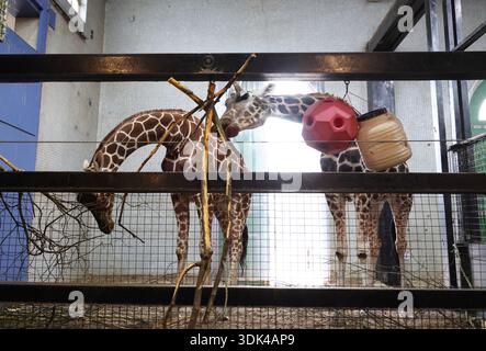 Inside giraffe enclosure (Giraffe Camelopardalis) at London Zoo. Stock Photo