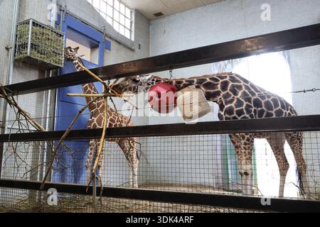 Inside giraffe enclosure (Giraffe Camelopardalis) at London Zoo. Stock Photo
