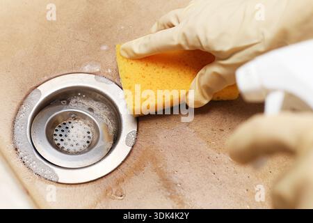 Cleaning kitchen sink drain with sponge and spray cleaner. Removing dirt and residue from metal drain area. Household hygiene task. Stock Photo