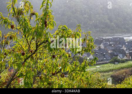 Red german wine peaches, harvest time in Calmont region on Moselle river valley, peaches trees growing on vineyards in Germany Stock Photo