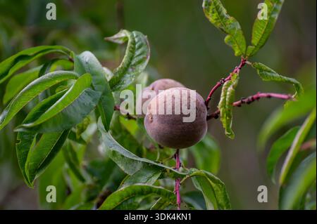 Red german wine peaches, harvest time in Calmont region on Moselle river valley, peaches trees growing on vineyards in Germany Stock Photo