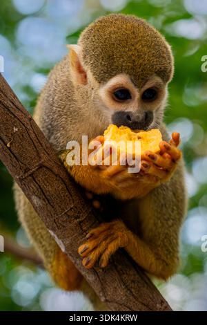 A young Black-capped Squirrel Monkey (Saimiri boliviensis) holds a piece of fruit in both hands while perched on a tree branch in Brazil Stock Photo