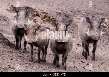A close-up view of a small family of Common Warthogs (Phacochoerus africanus) standing together on dry ground in Uganda Stock Photo